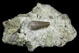 Jurassic Crocodile (Goniopholis?) Tooth - Colorado #182630-1